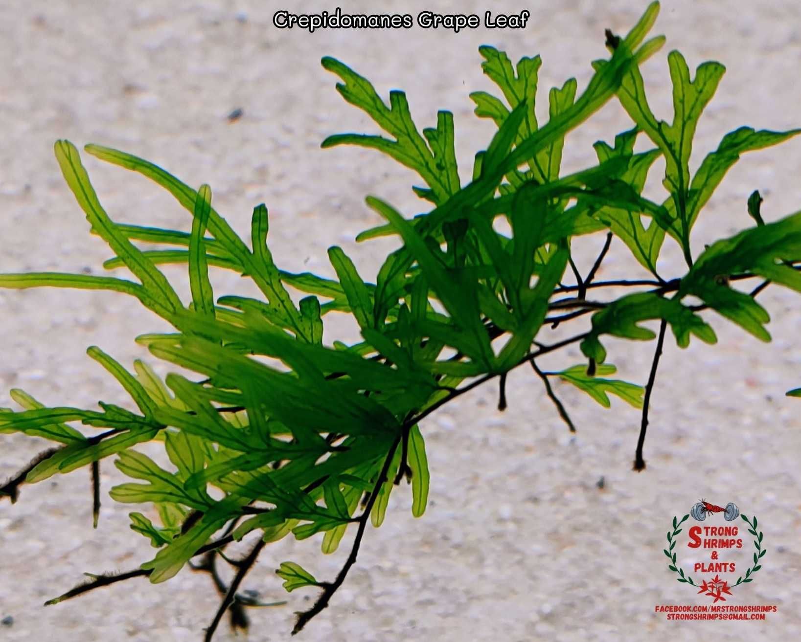 Crepidomanes Grape Leaf Rarytas