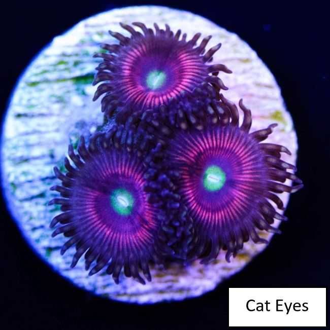Zoanthus zoa Space Chaos 4polipy, akwarium morskie