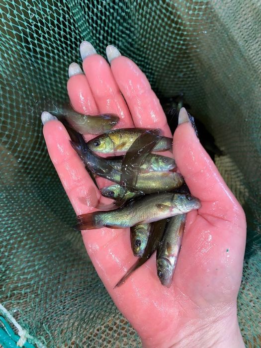 Лин це королівська рибка