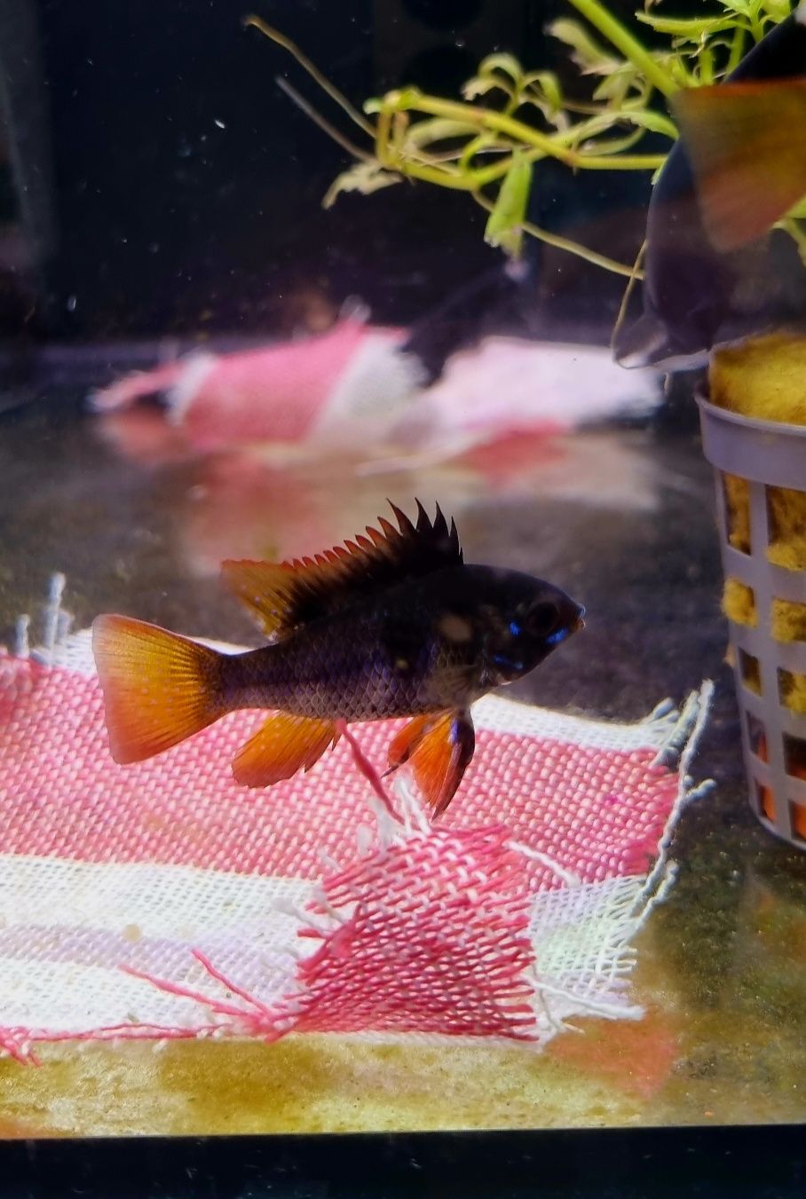Pielęgniczka ramireza black (czarna)