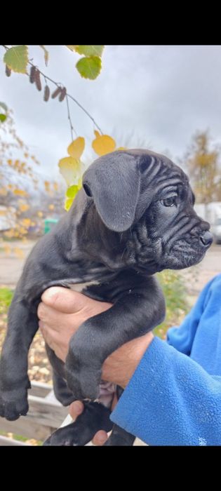 Цуцинята Кане-Корсо