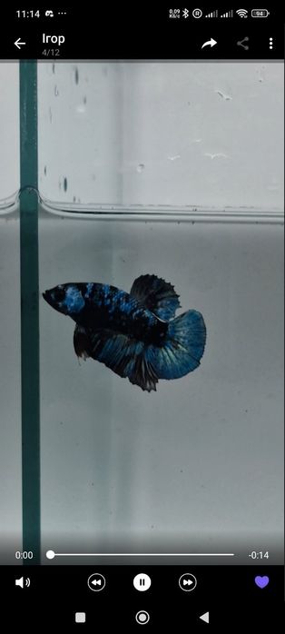 Півники власного розведення