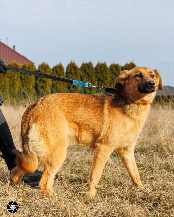Kochana Pepsi w wieku 10 miesięcy szuka domu