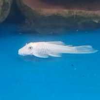 Snow white Ancistrus