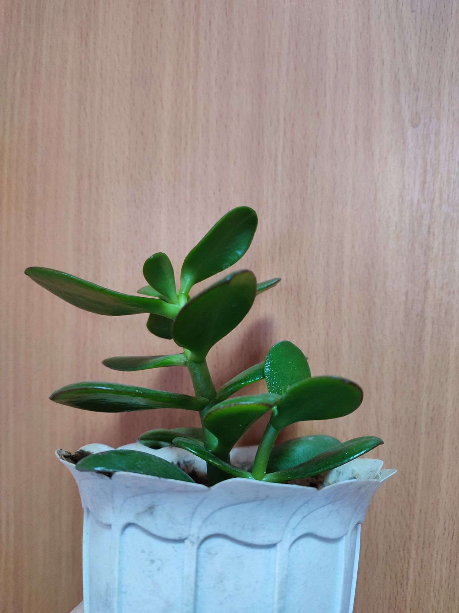 Товстянка, красула (Crassula), або грошове дерево