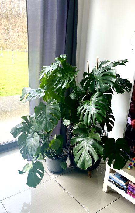 Monstera duże liście