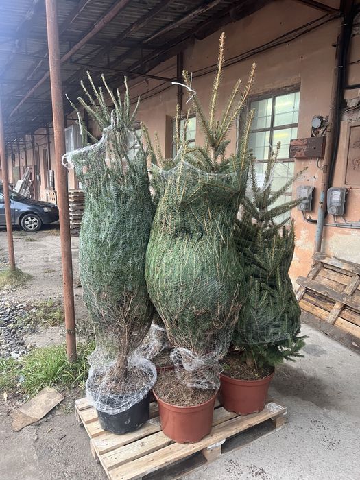 Ялинка в горшику. 1-2м.