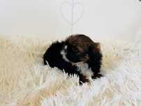 Shih tzu samiec rodowód