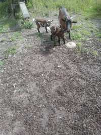 Vendo cabra rasa Anan com 2 cabritinho nascido  nascido 29 de Janeiro