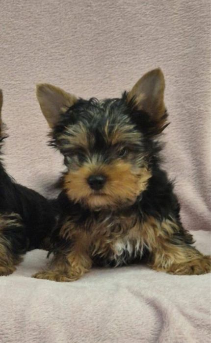 Yorkshire Terrier Mini