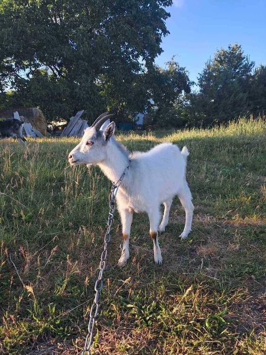 Коза, коза 1 рік