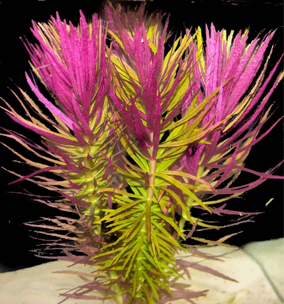 Plantas de Aquário Facil
