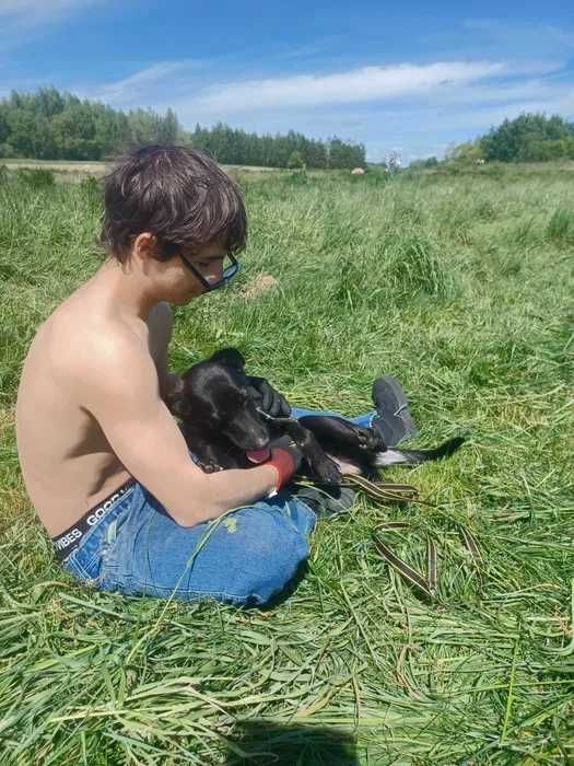 Urodziwa sunia w typie rasy patterdale terrier