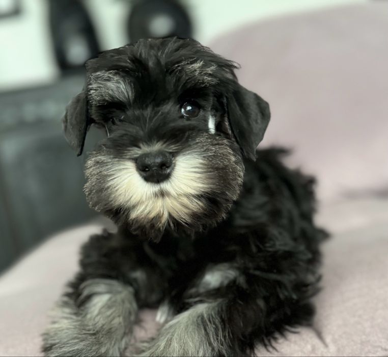 Sznaucer miniaturowy Film suczka juz do odbioru