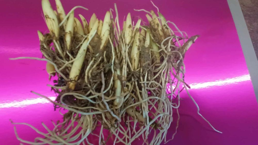 Czosnek Niedźwiedzi Cebulki 50 sztuk