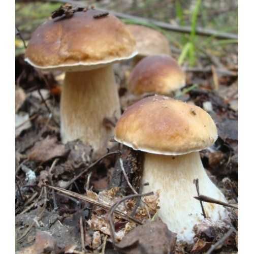 Мицелий 100 грамм Белый гриб сосновый (lat. Boletus pinophilus)