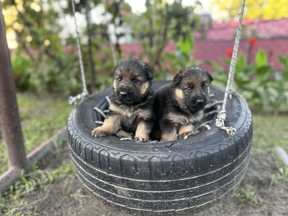 Німецька вівчарка ,дівчинка