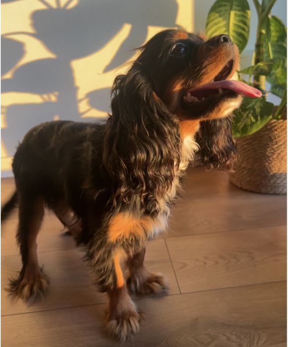 Cavalier King Charles Spaniel black&tan piesek