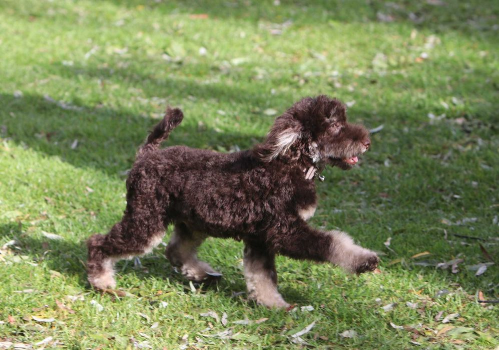 PUDEL ŚREDNI brązowy Tan Choco Tan piesek samiec Alex wideo video