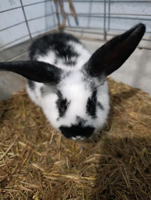 Królik baranek za darmo