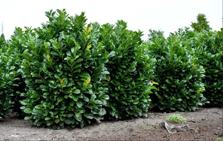 Лавровишня  вічнозелена Etna