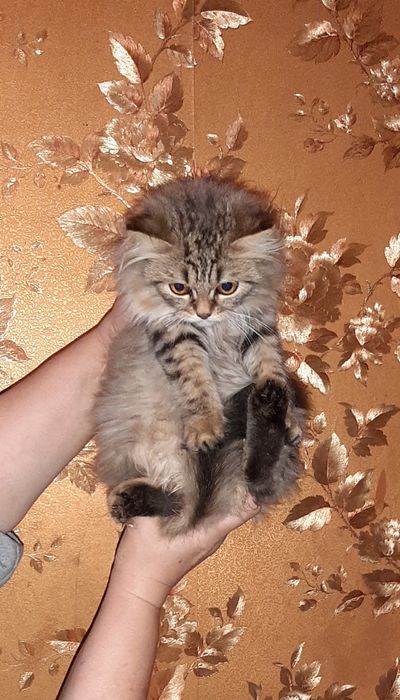 Девочка д/ш британка