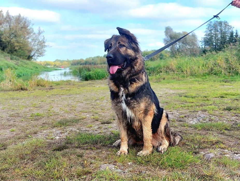 Greta – łagodna sunia w typie kaukaza szuka domu