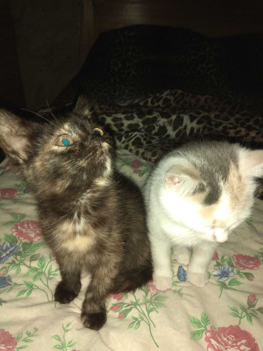 Кошенята шукають дім.