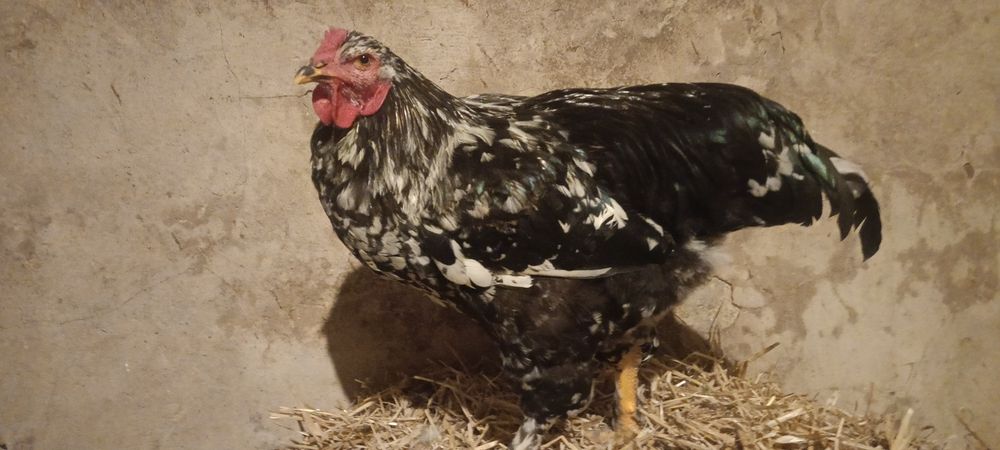 Młode kogut ozdobne