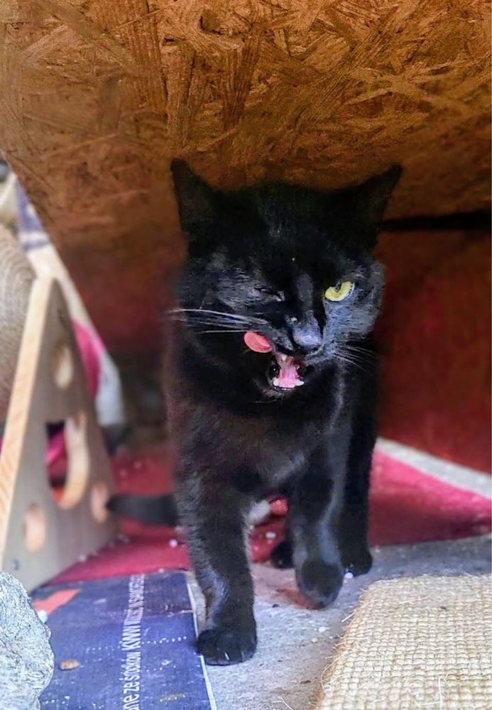 Freja niezależna kotka do adopcji