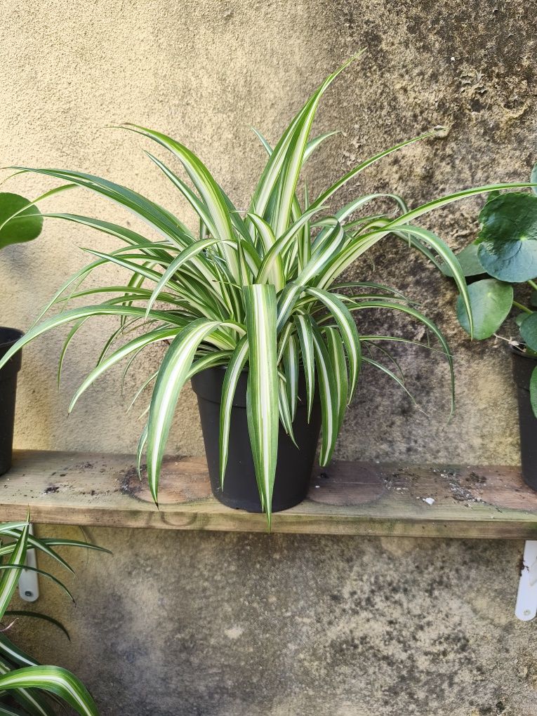 Clorofito, planta, plantas, jardim, decoração, natureza