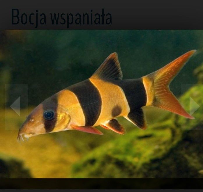 Bocja wspaniała chromobotia