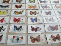 1932 - cartões de tabaco "Butterflies" - Borboletas - John Players