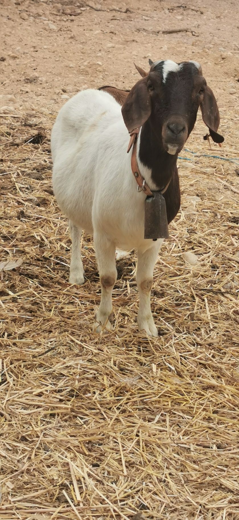 Duas Cabras boer