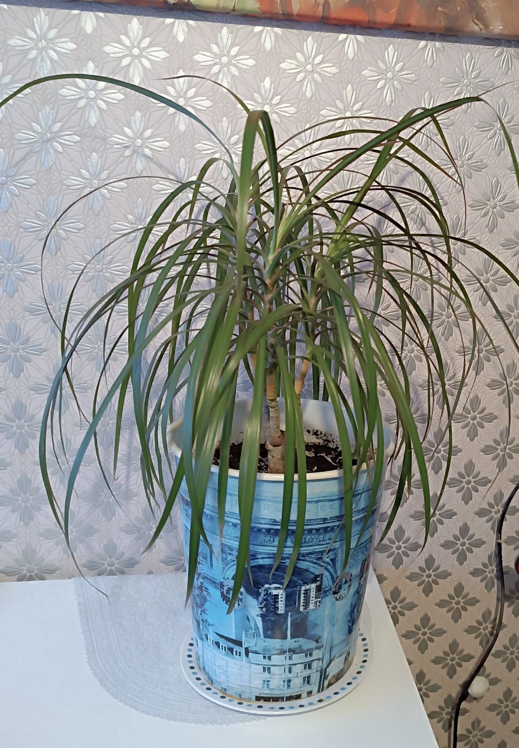 Kwiat Dracena duża