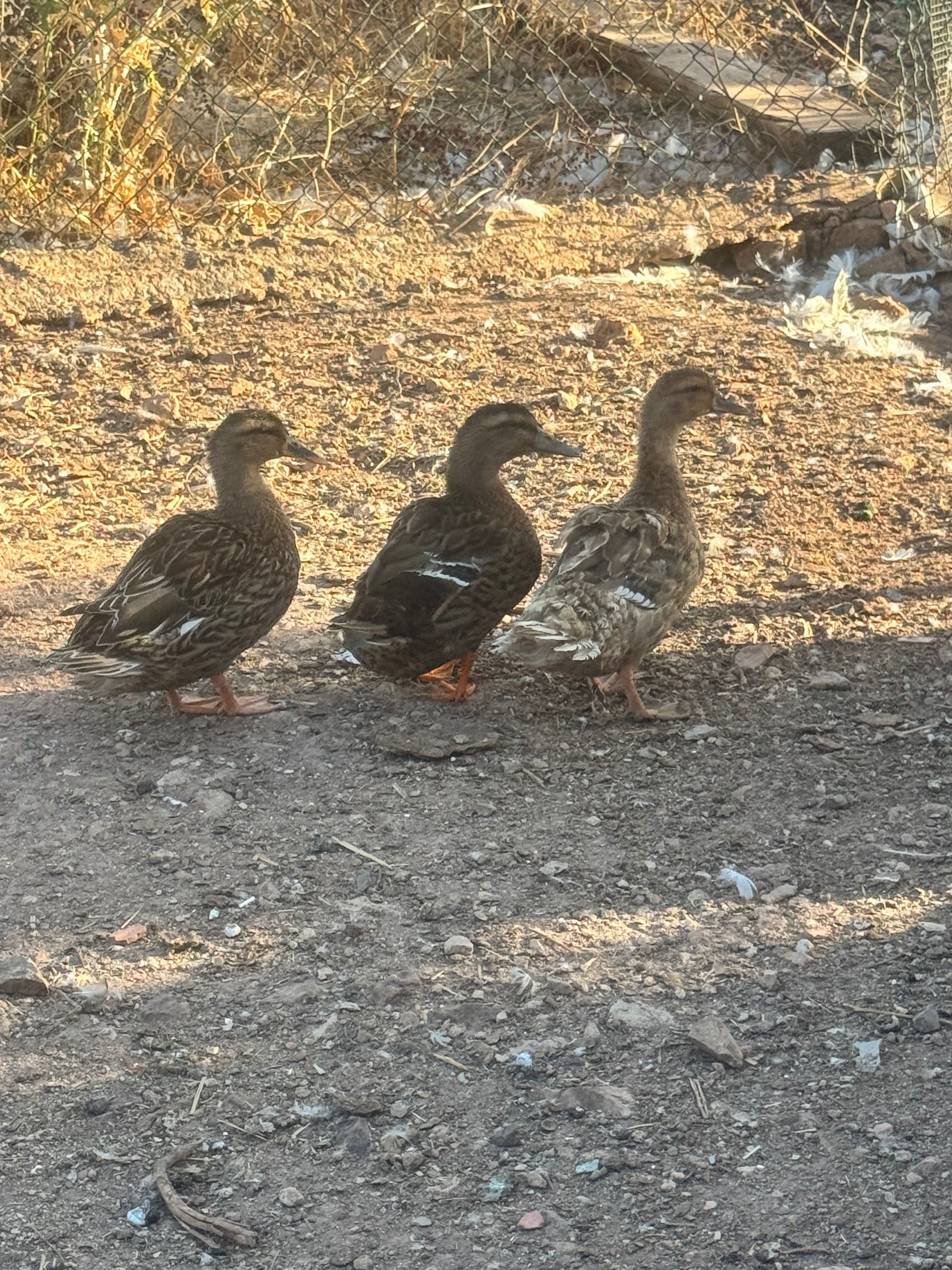 Urgente Vendo trio de patos bravos