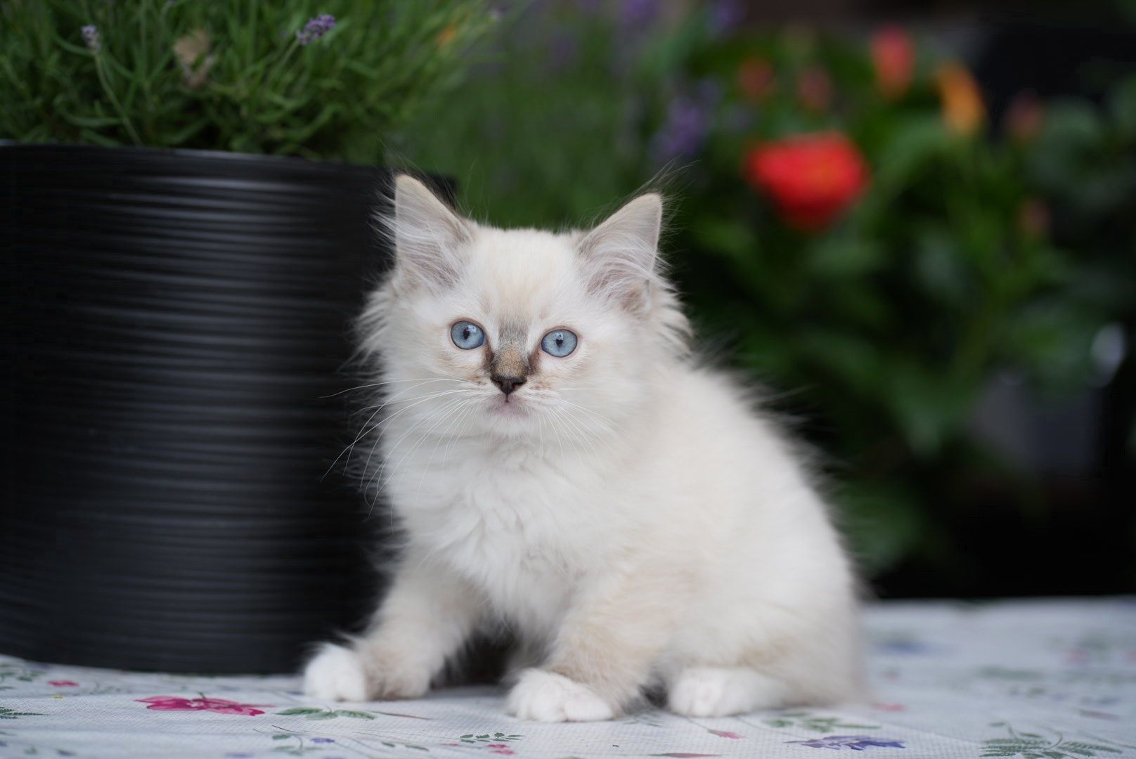 Kocurek pręgowany ragdoll Cattris Lipiec