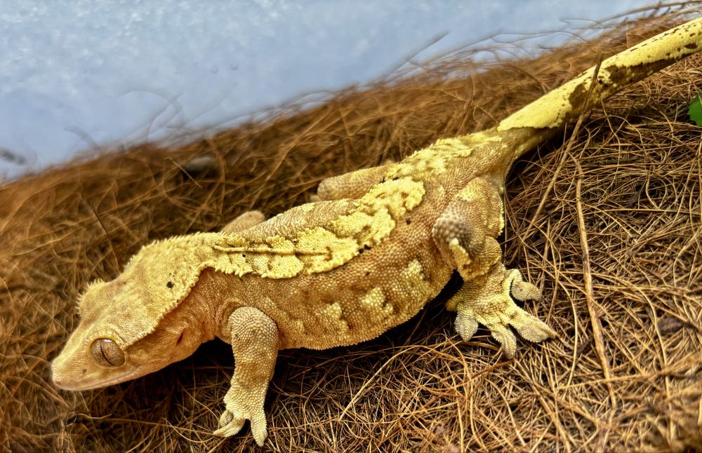 samica gekon orzęsiony