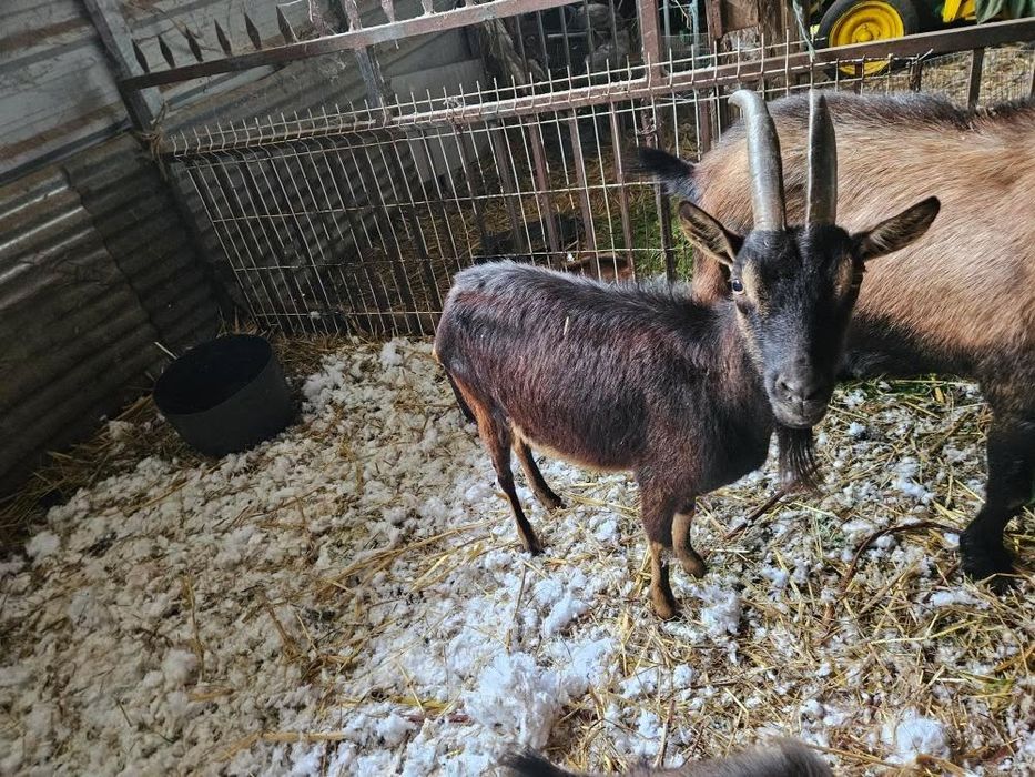 Cabra grande de cornos