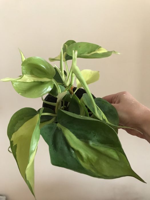 Филодендрон Бразил