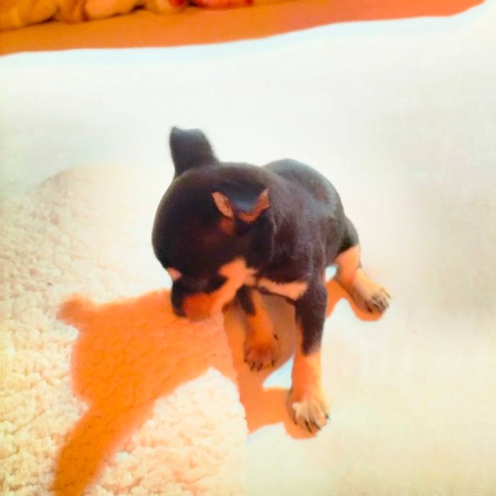 Pinscher macho lindo