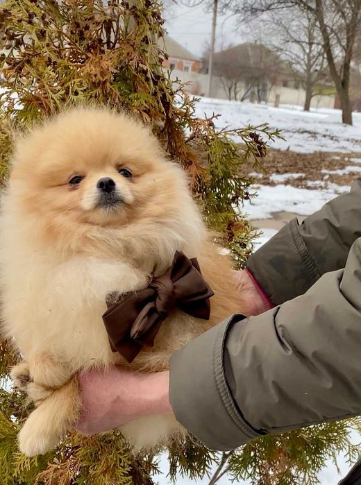 Мини малыш Померанский шпиц