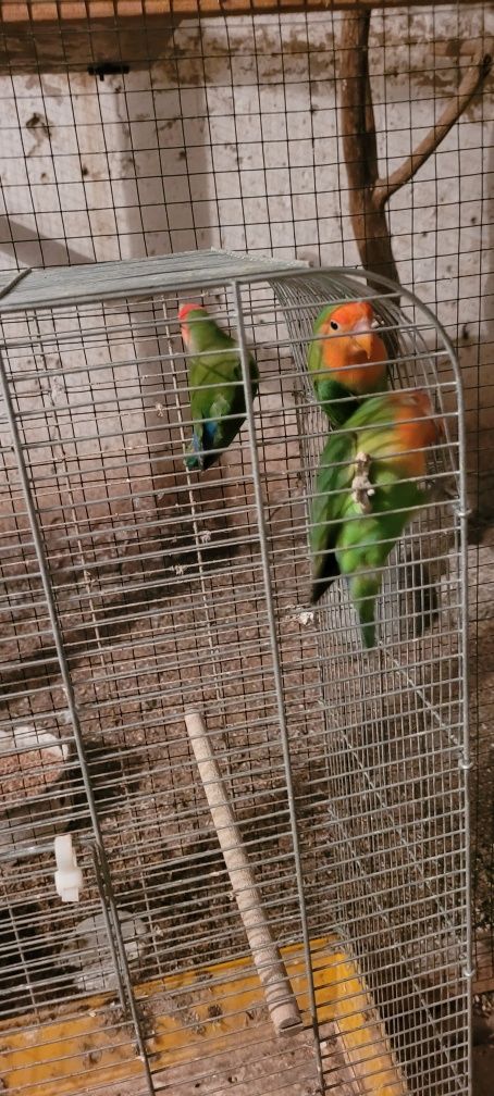 Papugi ptaki ozdobne