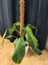 Philodendron Jose Buono Filodendron