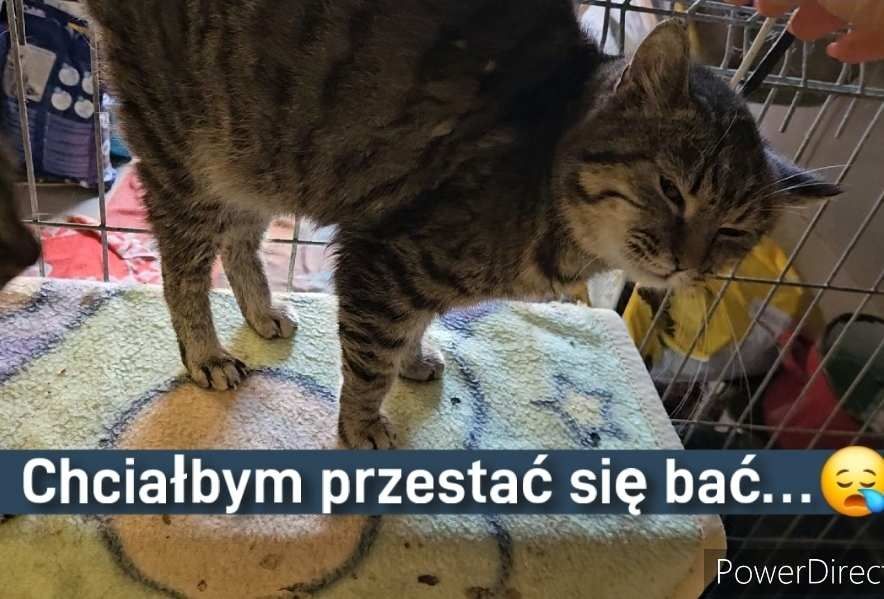 Piękny kocurek Maciuś szuka kochającego domu