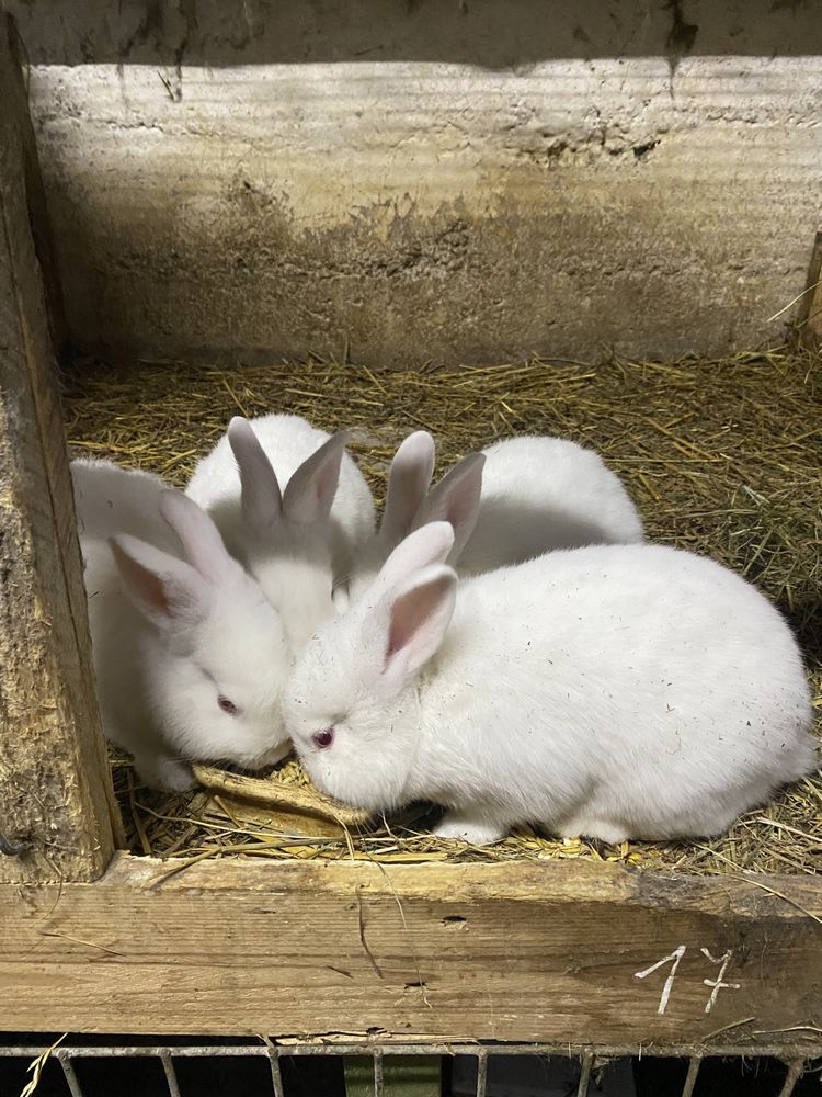 Kroliki nowozelandzkie  białe nc samce samice mlode dorosle