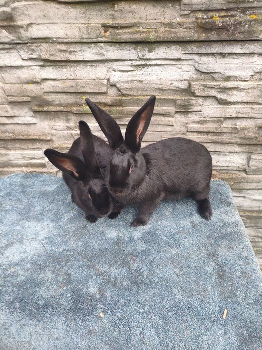 Króliki do dalszej hodowli.