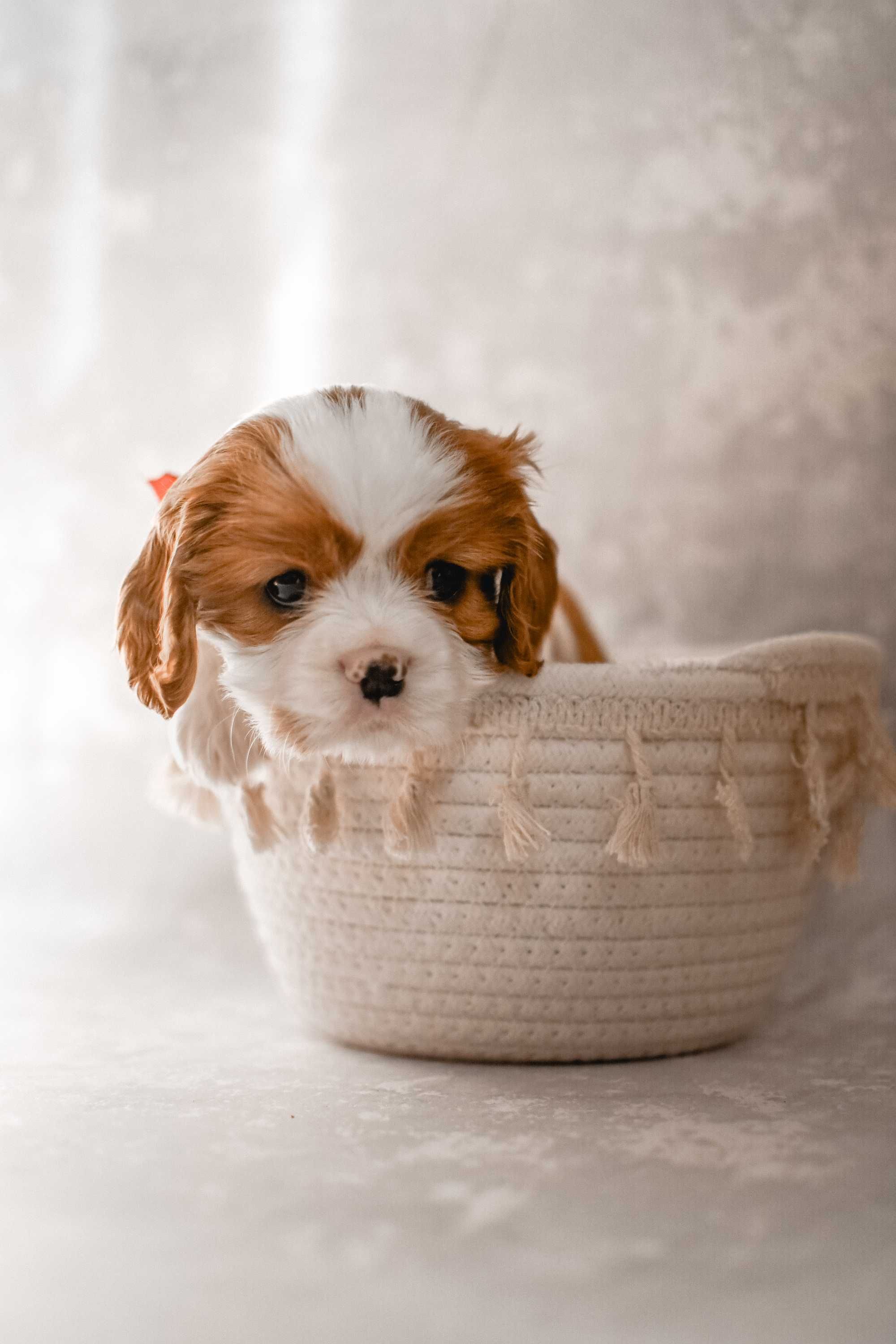 Cavalier King Charles Spaniel