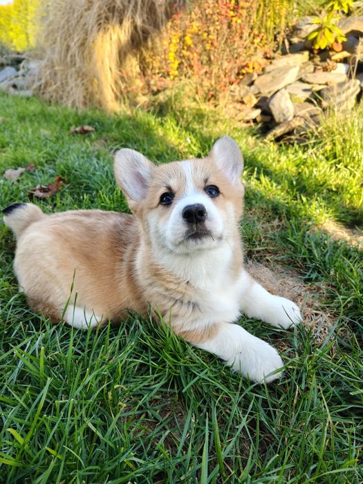 Piękna duża Welsh Corgi Pembroke FCI ruda z krótkim ogonem!