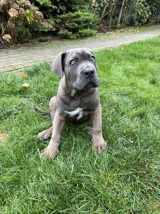 Piesek rasy Cane Corso